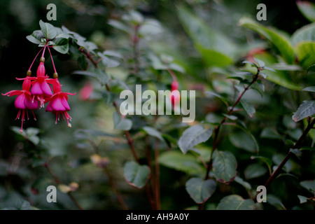 Lebendige Fuchsien blühen in einem englischen Garten Stockfoto