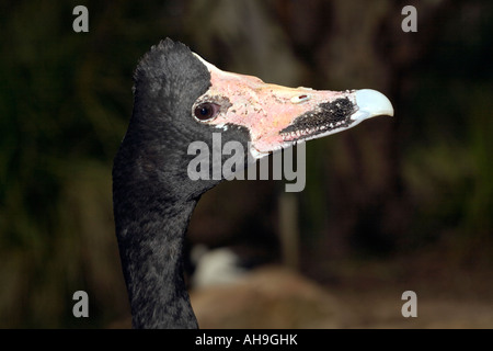 Pied/Elster/Semi-palmated Gans - Anseranas Semipalmata-Familie Anatidae Stockfoto