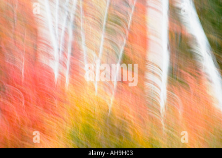 Herbst-Zusammenfassung in einem schönen Birkenwald in den White Mountains in New Hampshire Stockfoto