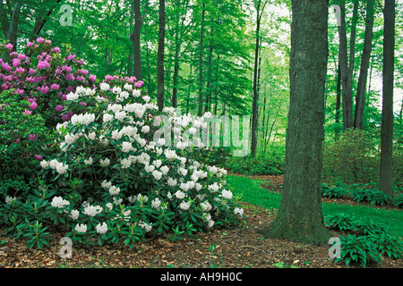 Rhododendren und Azaleen Garten im Holden Arboretum in Cleveland Ohio Stockfoto