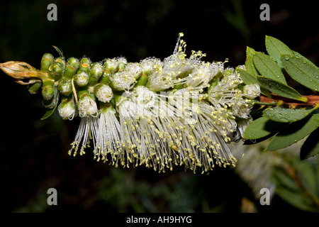 Bottlebrush Zylinderputzer Sieberi - Fluss Stockfoto