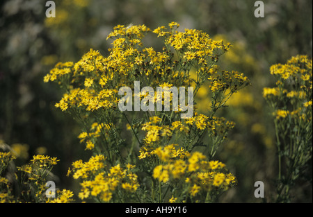 Pflanze Kreuzkraut, Senecio Jacobaea in Blüte, Warwickshire, UK Stockfoto