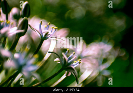 Karibik Lily kubanischen Lily Riesen Blaustern Hyacinth von Peru peruanischen Lily Scilla Peruviana Spanien Stockfoto