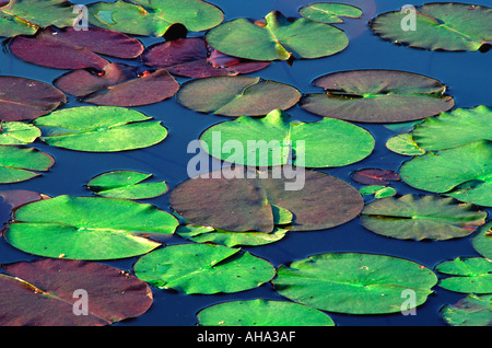 Seerosen auf einem Teich Stockfoto