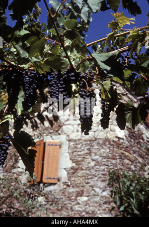 Weinrebe hängt über der Terrasse des Bauernhauses in der Nähe des Chateau de Cheylard, Aujac, Genolhac, Cevennes, Lozere Stockfoto