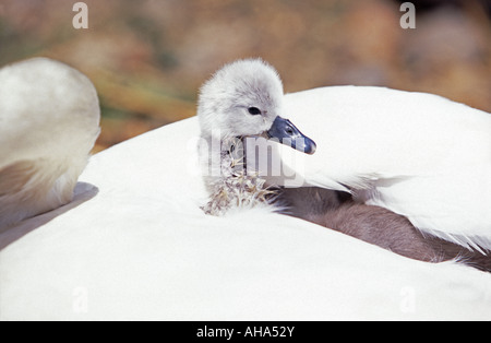 Cygnet mit Mutter Schwan Abbotsbury Swannery Dorset England UK Stockfoto