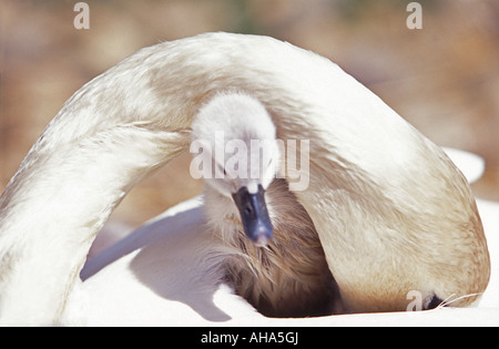 Cygnet mit Mutter Schwan Abbotsbury Swannery Dorset England UK Stockfoto