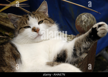 Nahaufnahme von Katze und Pfote Stockfoto