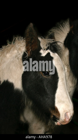 Jährling gescheckt, Fohlen gebracht von den Hügeln zum Verkauf bei der jährlichen Appleby Horse fair in Cumbria Stockfoto