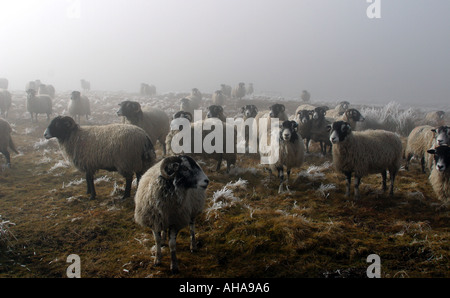 Moor-Nebel und und Swaledale Schafen im Winter Stockfoto