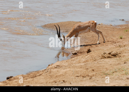 Männliche Grant s Gazelle trinken am sandigen Ufer des Flusses Uaso Nyiro Samburu National Reserve Kenia in Ostafrika Stockfoto