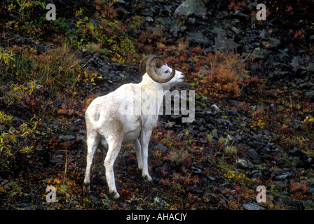 MS2-62 DALL SCHAFE AUF DER BERGSEITE Stockfoto