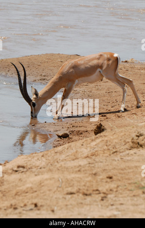 Männliche Grant s Gazelle trinken am sandigen Ufer des Flusses Uaso Nyiro Samburu National Reserve Kenia in Ostafrika Stockfoto