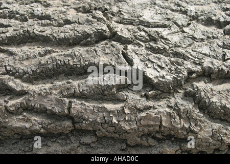 Detail der Baumstamm hautnah Stockfoto