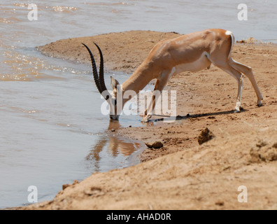 Männliche Grant s Gazelle trinken am sandigen Ufer des Flusses Uaso Nyiro Samburu National Reserve Kenia in Ostafrika Stockfoto