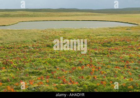 Herbstliche Tundra und Teich, Izembek National Wildlife Refuge, Alaska Stockfoto