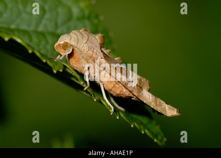 Angle Shades Moth, Pholgophora meticulosa, Wales, Großbritannien. Stockfoto