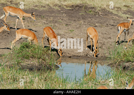 Eine Gruppe von weiblichen Impala kommen, um einen kleinen Pool, in der Masai Mara National Reserve Kenia in Ostafrika zu trinken Stockfoto