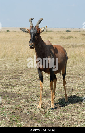 Erwachsene männliche Topi auf der offenen Grasebenen der Masai Mara National Reserve, Kenia, Ostafrika Stockfoto