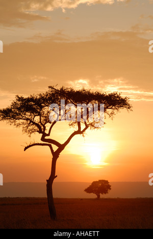 Balanites Baum Silhouette gegen den Sonnenuntergang Himmel in der Masai Mara National Reserve Kenia in Ostafrika Stockfoto