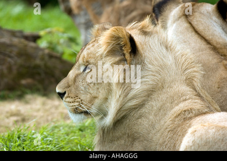 Ein junger männlicher Löwe entspannende Longleat Safari Park, Wiltshire England Stockfoto