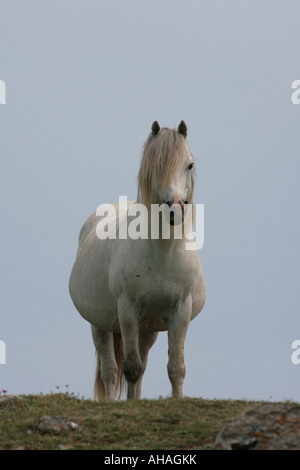 Weißes Pferd stehend auf Klippen im Westen von Wales Stockfoto