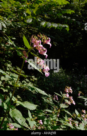 Himalayan Balsam Impatiens glandulifera, eine invasive, fremde, am Fluss gelegene Pflanze, Wales, Großbritannien. Stockfoto