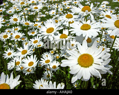 Oxeye Gänseblümchen in eine Vorstadt Front Garten england Stockfoto