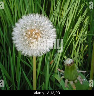 Einzelner Löwenzahn oder Uhr Stockfoto