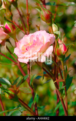 Eine rosa Rose, umgeben von Blüten zu blühen Stockfoto