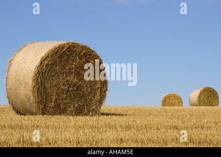 Strohballen auf der South Downs England UK Stockfoto