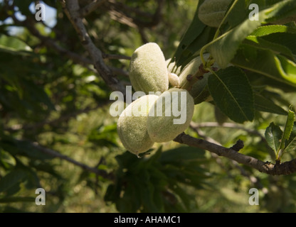 Horizontale Farbbild der Detaillierungsgrad der Unreife grüne Mandel Früchte auf einem Mandelbaum in Sizilien Italien Stockfoto