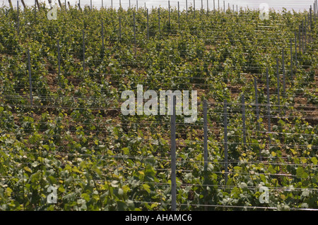 Farbe, die horizontale Bild aus Reihen von Weinreben in einem Weinberg mit trug unterstützt deutlich sichtbar in Sizilien Italien Stockfoto