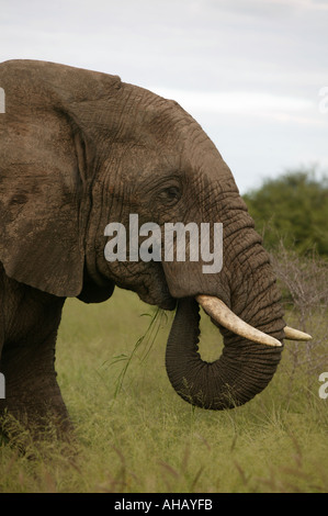 Afrikanische Elefanten im Busch South Africa National Park Stockfoto