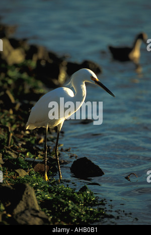 snowy egret Stockfoto