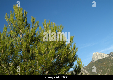 Frankreich Provence Sainte Baume Berg A Kiefer Alep und den Gipfel mit einer meteorologischen Station Stockfoto