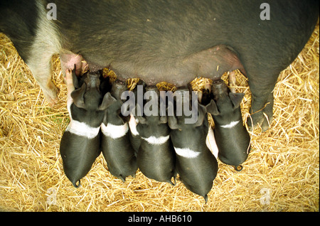 Saddleback Ferkel gesäugt von einer Sau Stockfoto