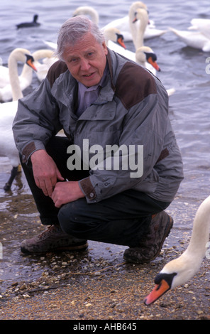 David Attenborough hockend mit Schwänen Stockfoto
