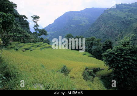 Malerischen Terrassen der Reisfelder in Ngadi Umgebung Annapurna Region Nepal Stockfoto