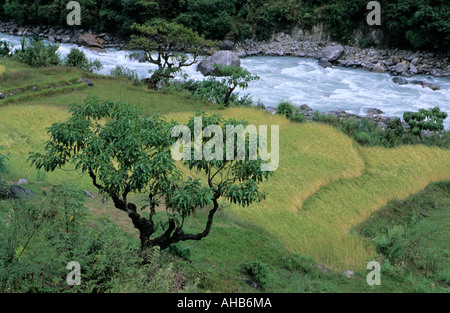 Malerische Reisfelder an Ufern des Marsyangdi River in Annapurna Region Nepal Stockfoto