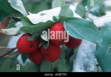 Holzäpfel mit Schnee bedeckt, Alberta, Kanada Stockfoto