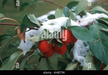 Holzäpfel mit Schnee bedeckt, Alberta, Kanada Stockfoto