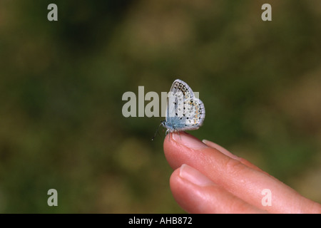 Idas blaue Schmetterling männlich Plebejus Idas am Finger Stockfoto