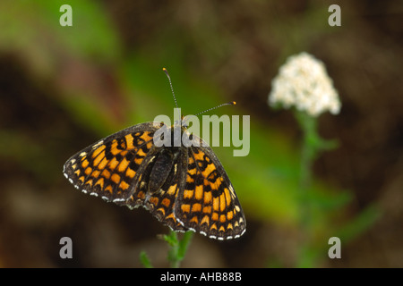 Heide Fritillary weibliche Mellicta athalia Stockfoto