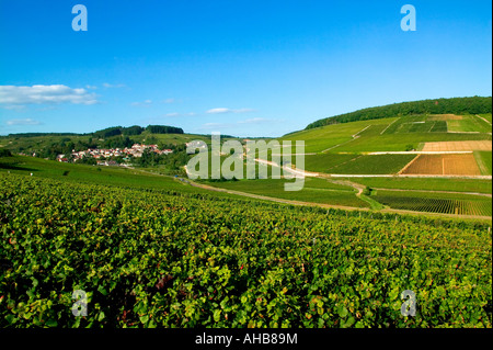 PERNAND-VERGELESSES - WEINBERGE - BURGUND - FRANKREICH Stockfoto