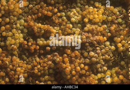 Sciacchetrà weiße Trauben Cinque Terre Ligurien Italien Stockfoto