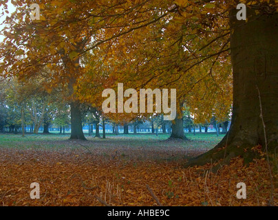Herbst Stockfoto