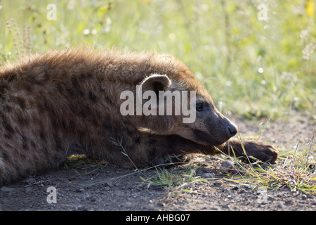 Gefleckte Hyäne Crocuta crocuta Stockfoto