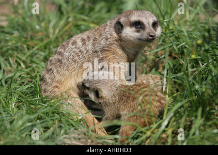 Männliche Erdmännchen-Mutter Erde mit Baby trinken - Suricata Suricatta Stockfoto