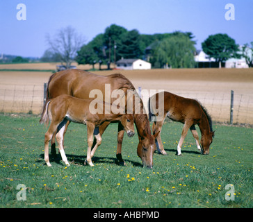 QUARTER HORSE STUTE UND FOHLEN LANCASTER PA Stockfoto